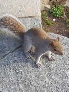 squirrel on asphalt track