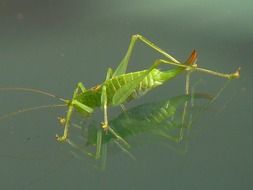 macro picture of Green female Grasshopper on mirroring surface