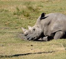 rhino is lying on the lawn in the national park