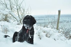 black big dog in deep snow