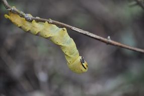 macro Picture of Caterpillar in nature