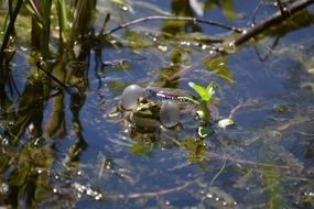 frog in water on a green plant