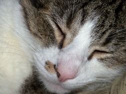 closed eyes of a sleeping spotted cat