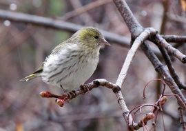 perched eurasian siskin