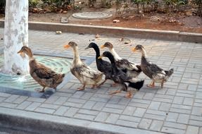 ducks are walking along the sidewalk