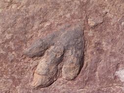 Dinosaur Footprint