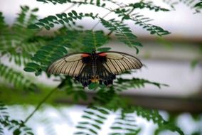 butterfly on a branch of a bush