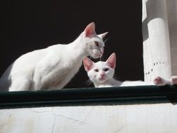 two white cats on the window