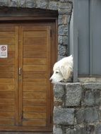 dog behind the fence near the front door