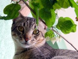 feline look