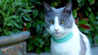 white and grey cat in green collar