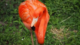 graceful pink flamingo