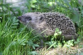 Erinaceus europaeus, european Hedgehog in grass