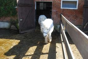 handsome White Horse Pony