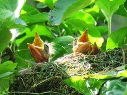 Blackbirds in a nest