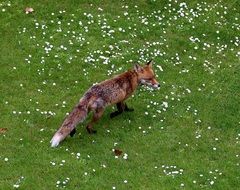 Wild Fuchs on meadow