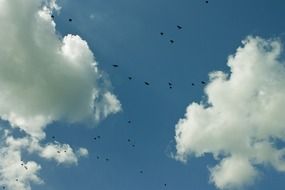 a flock of migratory birds on the background of white clouds in blue sky