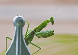 green Praying Mantis Insect closeup
