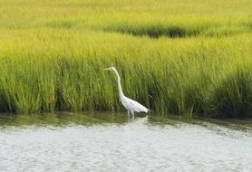 wild white heron in the habitat in the wetland