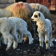 flock of sheep with lambs in the shade