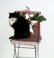 domestic cat on a decorative chair