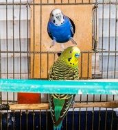 blue and yellow parrots