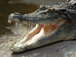 Crocodile Tooth