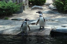 Two black and white penguins