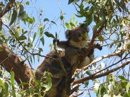 Koala Gumtree Australia