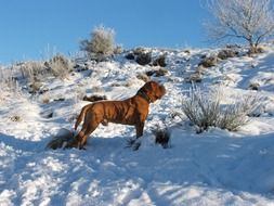 Picture of Dog on snowy countryside