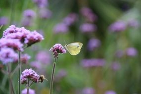 delicate gonepteryx rhamni on the summer meadow