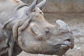 gray rhinoceros on a background of stones