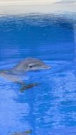 dolphin swimming in the pool