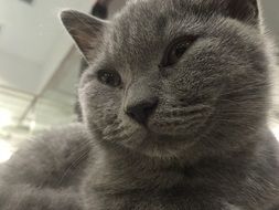 british kitten with gray fur