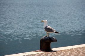 Seagull on the city embankment