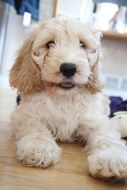 Beautiful and cute puppy lying on the floor