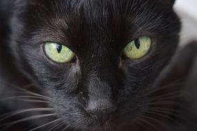 green eyes in black cat close up