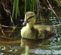 duckling on water close up