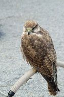 Fluffy Falcon bird