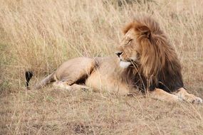 resting lion in Serengeti