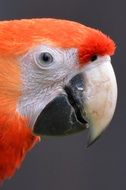 bright parrot in profile close up