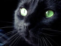 portrait of a black cat with green eyes