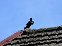 black singing starling