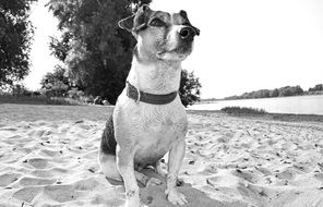 fantasy Dog Terrier