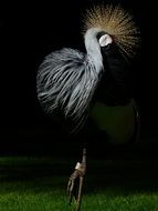 grey crowned crane on a black background