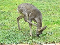 Roe Deer scratching neck