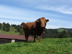 magnificent home Bull