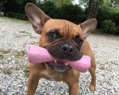 french bulldog with a pink toy in his mouth