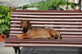 brown dog on a bench under the bright sun