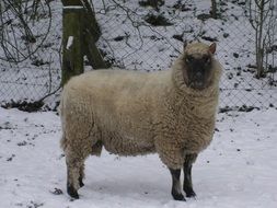 sheep on a farm in winter